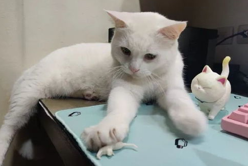 选择猫咪玩具的几个注意事项？可别随意哦！