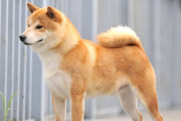 柴犬为什么会喜欢攻击狗狗 柴犬为什么会喜欢攻击狗狗
