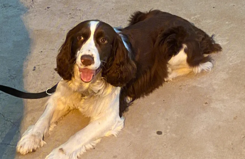 史宾格养母犬还是公犬