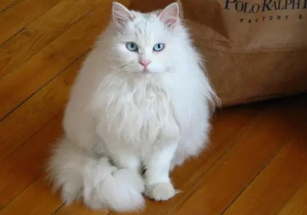 山东狮子猫有没有短毛的