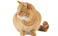 猫咪一生中最重要的6件事,新手必看!