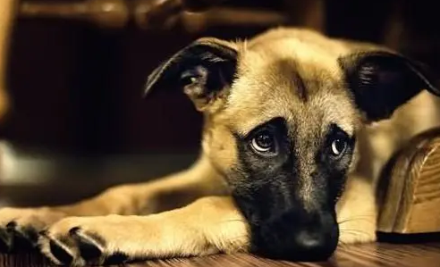 狗狗有体臭怎么办?如何治疗? 狗狗有体臭怎么办?如何治疗?