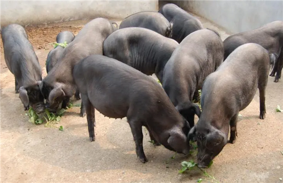 最好瘦肉型黑猪品种 最好瘦肉型黑猪品种