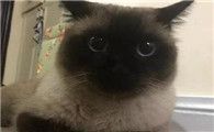 造成暹罗猫颜色改变的原因有哪些?