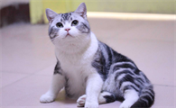 美短猫好养活吗