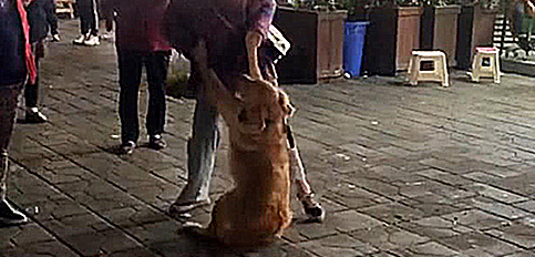 看见女子拖着狗,正想上前指责,听完解释后松了口气 看见女子拖着狗,正想上前指责,听完解释后松了口气