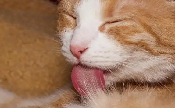 猫咪早上为什么会舔你