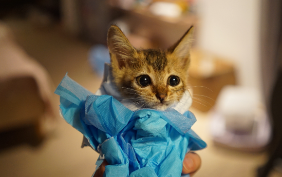 猫打嗝是怎么回事儿呢?