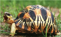 辐射陆龟多久排便一次？