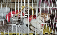 什么是后院猫舍