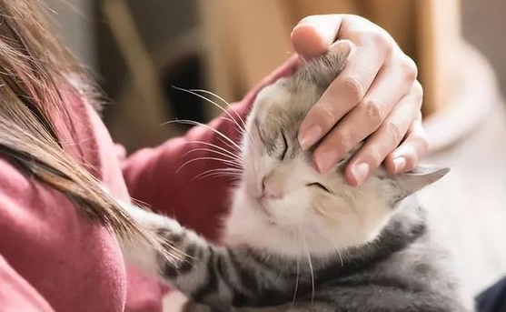 猫咪呕吐一定要进医院吗？教你如何诊断猫咪呕吐