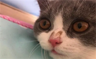 猫咪鼻子容易受伤吗为什么呢