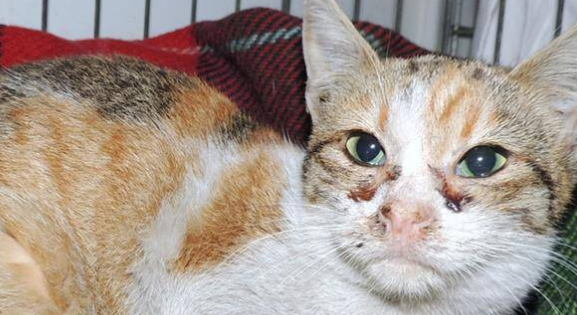 猫咪得白血病预防方法,铲屎官重视起来! 猫咪得白血病预防方法,铲屎官重视起来!