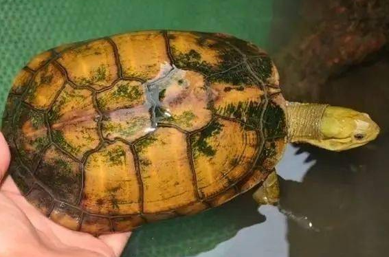 黄喉拟水龟是深水龟吗?这篇文章告诉你 黄喉拟水龟是深水龟吗?这篇文章告诉你