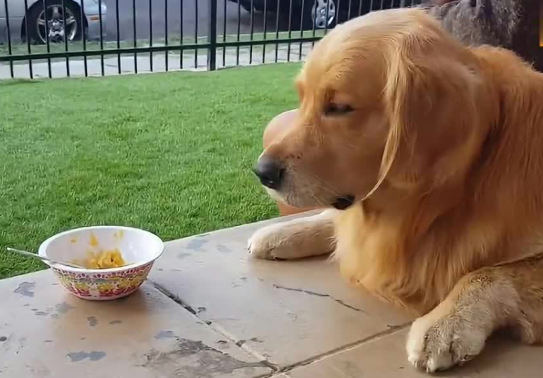 狗狗为什么推碗 狗狗为什么推碗