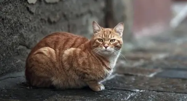 猫咪腿上有个黑色结痂是皮肤病吗？