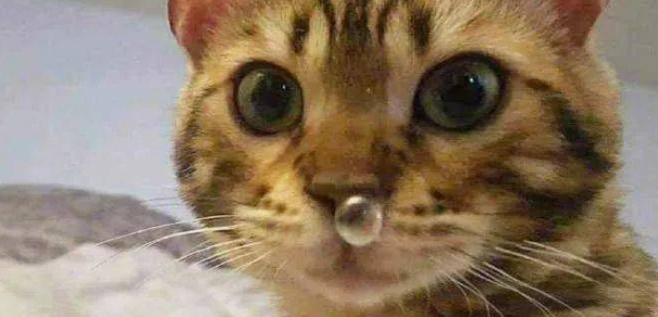 小猫感冒的症状是什么样的表现 小猫感冒的症状是什么样的表现