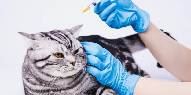 家猫感染狂犬病毒的潜伏期是多长时间啊