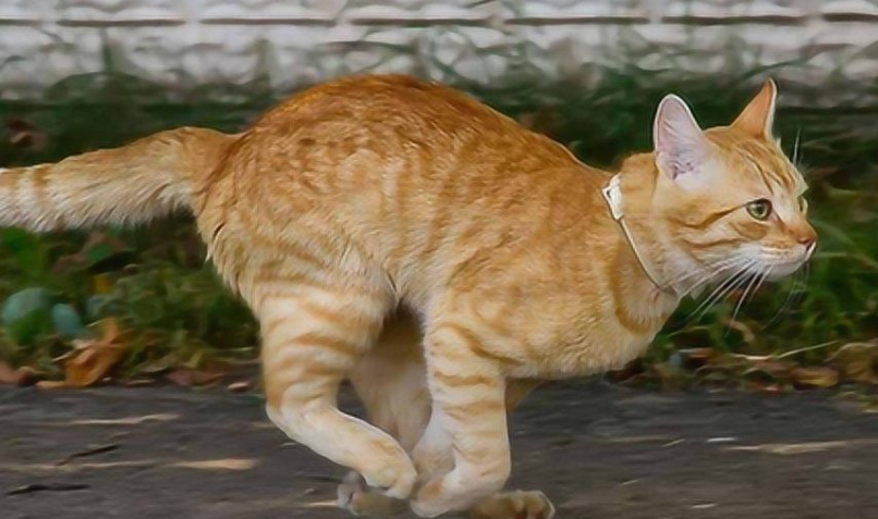 猫咪为什么能跑这么快呢 猫咪为什么能跑这么快呢