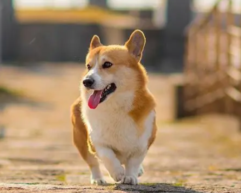 狗可以吃绿豆么 狗可以吃绿豆么