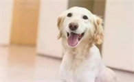狗狗拉稀很臭但很狗狗很开朗是咋回事？