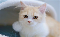 宠物猫为什么很乖