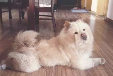 怎样选择一只出色的松狮犬回家？