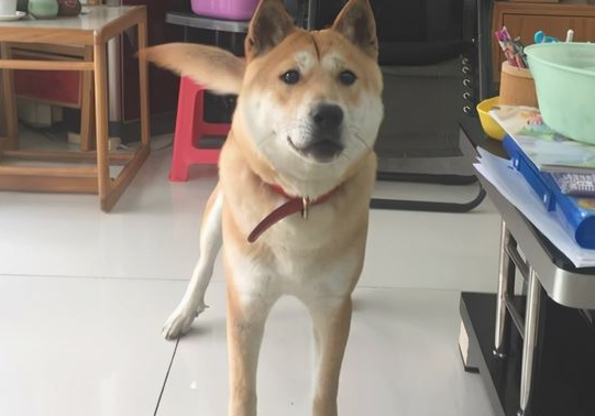 这几类狗狗，养了就沒有后悔莫及过