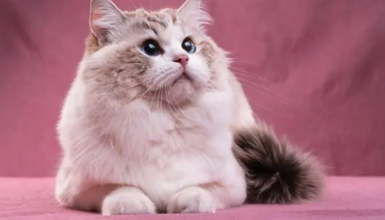 美短高地长毛猫多少钱