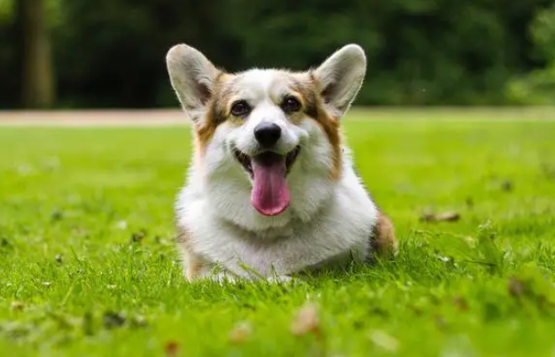 柯基犬智商相当于几岁