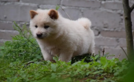 哪里能买到正宗的中华田园犬