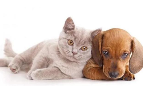 为什么说养猫穷三代,养狗富三代