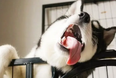 为什么冬天狗狗也伸舌头呢