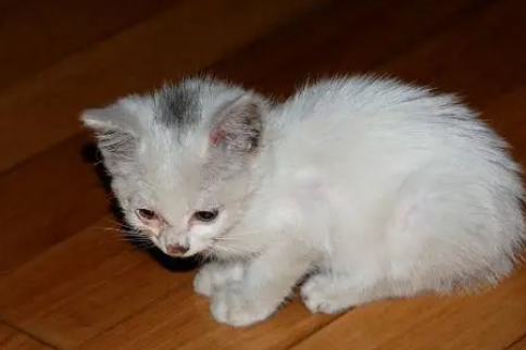猫咪球虫病要多久能好起来