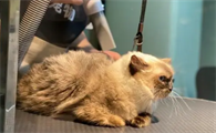 宠物店给猫猫怎么洗澡