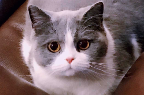 猫咪的眼睛为什么又大又圆
