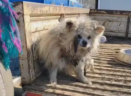 腿折后被卖上狗肉车的老博美，获救后，难从恐惧中走出