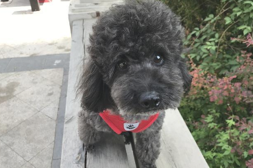 狗狗见到有顾客来,很兴奋的要去卖萌,結果尿了顾客一身! 狗狗见到有顾客来,很兴奋的要去卖萌,結果尿了顾客一身!