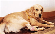 犬感染性关节炎的诊断要点是什么？来了解下吧