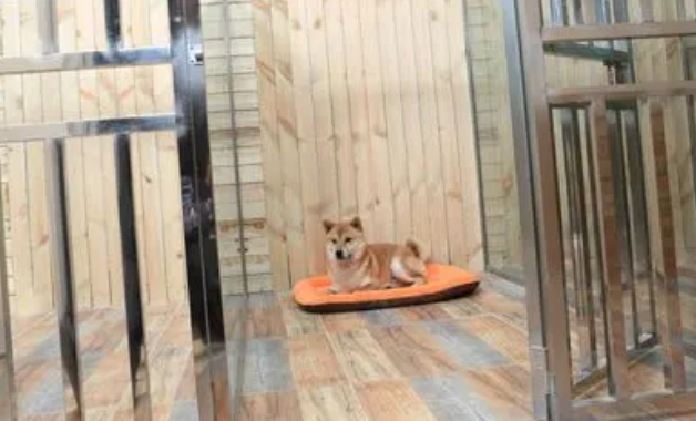 宠物狗寄养多少钱一个月
