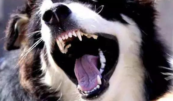 狗狗的这6个部位不可以随意摸，比较严重的会至死