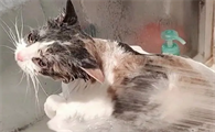 宠物猫洗一次澡多少钱