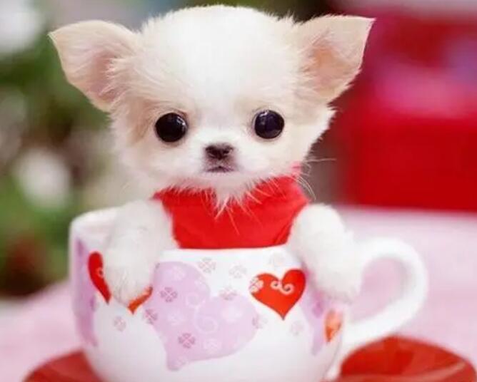 茶杯犬呕吐怎么办 茶杯犬呕吐怎么办