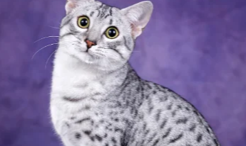 埃及猫原版动画网站进入