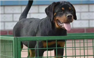 罗威纳母犬凶还是公犬凶