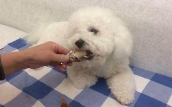 很喜爱比熊犬？那由于你要不清楚它的5大“缺陷”