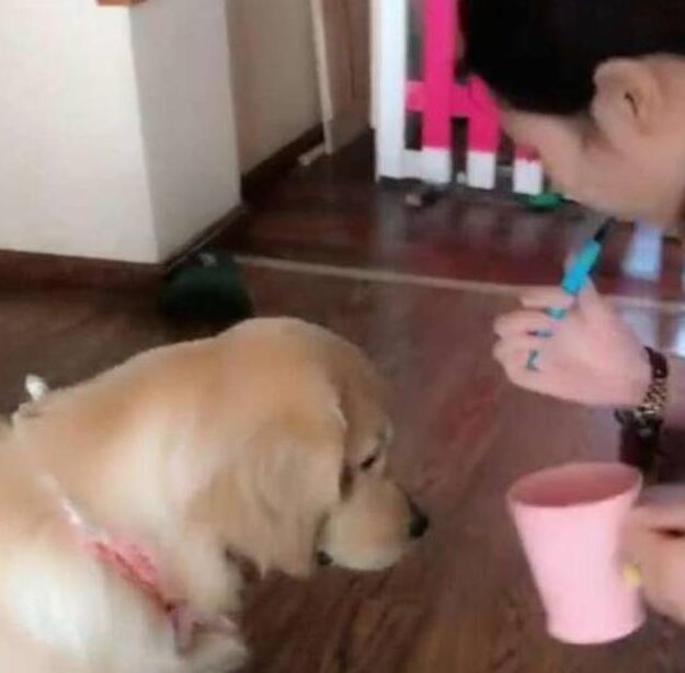 女主刷牙时让金毛叼着镜子，最后金毛的反应让人笑翻了…… 