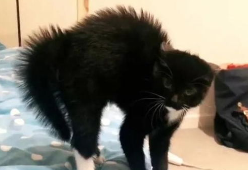 猫咪的家庭训练不可忽视，你就是合格的铲屎官！