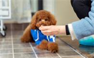 泰迪犬智商高不高？全看是否会做这7件事