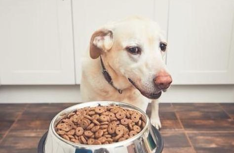 狗狗盐分摄入太多的特征，你留意到了没有？